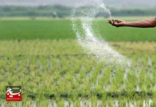 مراجعه کشاورزان خوزستانی به ادارات جهاد کشاورزی برای دریافت کود کشت پاییزه