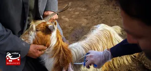 طرح جهادی خدمات دامپزشکی در منطقه سرگچ رامهرمز اجرا شد
