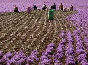 حمایت از بسته بندی و فرآوری زعفران در مرند