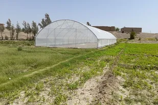۱۶۳۴ گلخانه خانگی در سیستان وبلوچستان به بهره&zwnj;برداری رسید