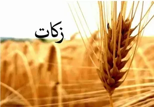 بیجاری&zwnj;ها ۴۰ میلیارد ریال زکات گندم پرداخت کردند