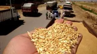 دست دلالان قاچاق گندم باید کوتاه شود