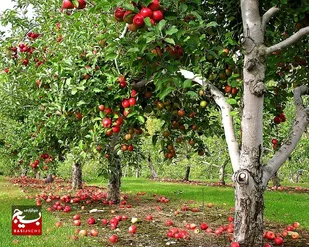 کمتر از ۱۰ درصد باغداران مشگین&zwnj;شهری بیمه دارند