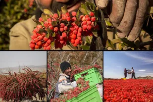 تیغِ زرشک بر دل کشاورزان/ زخم کرونا و نمک&zwnj;پاشی دلالان