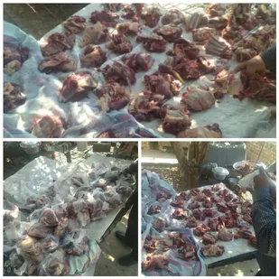 نذر مهربانی در منطقه عشایری چغاخور و دیناران