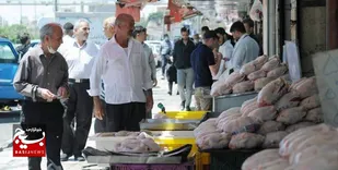 علت گرانی مرغ چیست؟
/راه اندازی واحدهای جدید مرغداری برای جبران کمبود مرغ