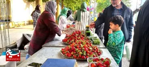 برگزاری پنجمین جشنواره توت فرنگی بهنمیر با هدف معرفی این محصول به سراسر کشور