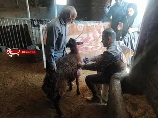 واکسن&zwnj;زنی ۳۲۰۰ رأس دام در رزمایش جهادی خرم&zwnj;آباد