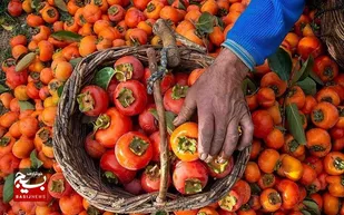 شهر خرمالوی ایران کجاست؟&nbsp;