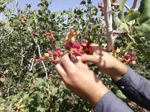 کاهش پنجاه درصدی تولید پسته در ابرکوه
