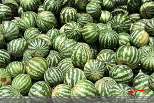 آغاز برداشت هندوانه در پارس اباد