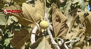 قطب انجیر ایران در آستانه خشکیدن