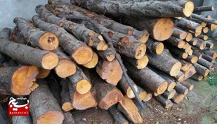 کشف ۲ تن چوب جنگلي قاچاق در ساري