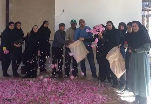 شروع برداشت گل محمدی از باغات مرکز تحقیقات و آموزش کشاورزی و منابع طبیعی استان در شاهرود