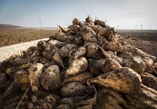 پیش&zwnj;بینی برداشت ۹۰۰ هزار تن چغندرقند در شوش