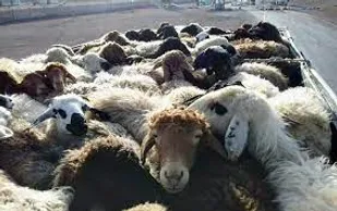 کشف ۵۰ راس دام فاقد مجوز در فامنین
