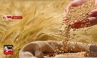 تلاش کشاورز روستایی هندیجان برای تولید گندم