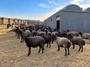 ناجیان نژادهای اصیل ایرانی در دل مراتع قم