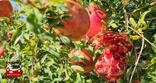 خودنمایی رنگ و طعم در باغ&zwnj;های انار خلیل&zwnj;آباد