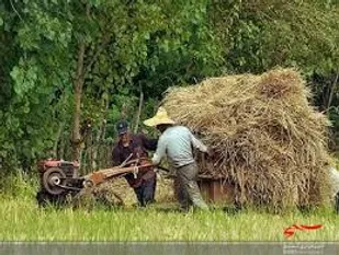 کشاورزی مازندران در کما / واردات،بلای جان کشاورزان