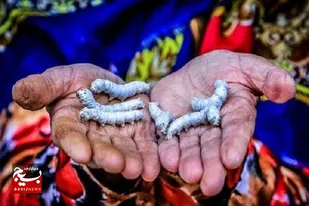 رونق نوغانداری در مازندران: پیش&zwnj;بینی برداشت ۱۰۰ تن پیله&zwnj;تر