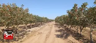 صدور شناسنامه فعالیت واحد&zwnj;های کشاورزی در مه ولات