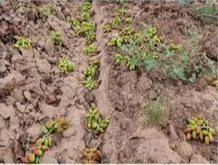 خسارت ۱۶۳ میلیارد تومانی باد و طوفان اخیر به بخش کشاورزی شهرستان خواف
