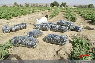 کشت بادمجان در ۱۵۰ هکتار از مزارع راسک آغاز شد