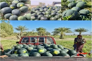 شیرینی دورهمی شب یلدا با هندوانه های شیرین  مزارع نیکشهر سیستان وبلوچستان