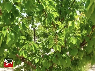 خسارت ۶۰ درصدی سرمای بهاره به باغات زردآلوی شاهرود/ارزیابی میزان خسارات وارده انجام شد