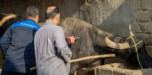ایمن&zwnj;سازی گسترده دام&zwnj;ها در مناطق مرزی خوزستان