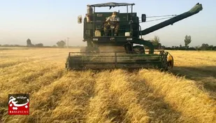 آئین شکرانه برداشت گندم از مزارع کشاورزی هندیجان