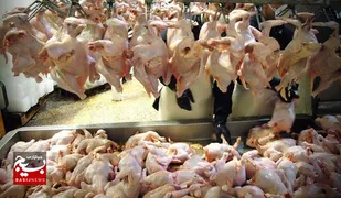 پیش بینی تولید ۸۰۰ تُن گوشت سفید در اندیمشک