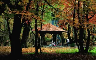 النگدره؛ تماشایی&zwnj;ترین جنگل ایران در پائیز هزار رنگ