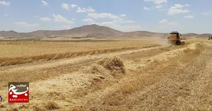 ظهور خوشه&zwnj;های طلایی گندم در کردستان