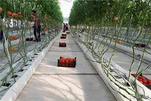 اجرای طرح هیدروپونیک، کشاورزی نوین به دست کارآفرین آرادانی