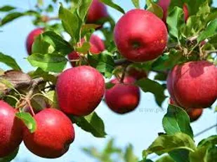همدلی بسیجیان با کار در باغ&zwnj;های سیب مراغه
