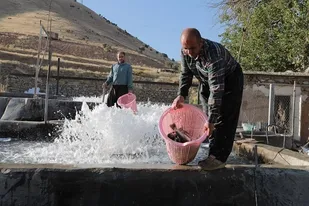 ایجاد 7 هزار طرح اشتغالزایی جایگزین کولبری در سه استان کشور/ اجرای دستور العمل رشد اشتغال هدفمند برای ساماندهی کولبران