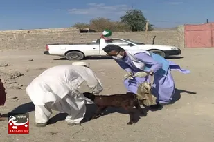 برگزاری اردوی جهادی دامپزشکی در میرجاوه