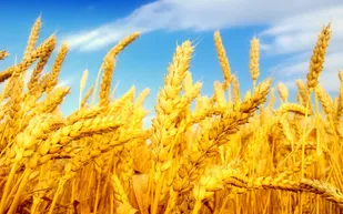 برداشت بیش از ۱۵۰ هزار تن گندم از مزارع هشترود