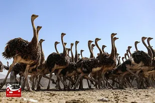 بزرگترین پرنده دنیا این زنان را سرکار گذاشت