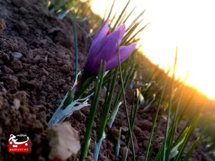 فصل برداشت زعفران در زاوه آغاز شد