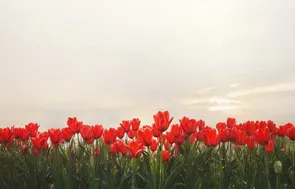 چرا از شهدا می‌نویسیم