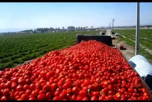 خرید حمایتی گوجه&zwnj;فرنگی از امروز در کرمان آغاز می&zwnj;&zwnj;شود
