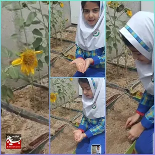 کاشت نهال دانش آموز بسیجی هندیجان به یاد سردارشهید تنگسیری
