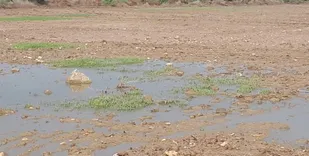 تابستان امسال آب مورد نیاز فقط ۲۰ هزار هکتار کشت تامین شد