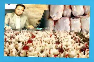 صادرات ۲ میلیون و ۷۶۴ هزار کیلو مرغ گرم و منجمد لرستان به استانهای همجوار