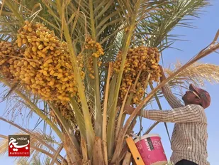 پیش&zwnj;بینی برداشت ۲۰۰ تن خرما از نخلستان&zwnj;های شاهرود/تأکید بر توسعه ارقام تجاری و صنایع فرآوری