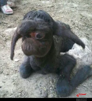 بره ای عجیب الخلقه در یکی از روستاهای آذربایجان&zwnj;شرقی به دنیا آمد