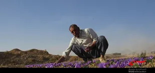 مهمترین درخواست کشاورزان زعفران و زرشک؛ برندسازی زعفران برخوار است